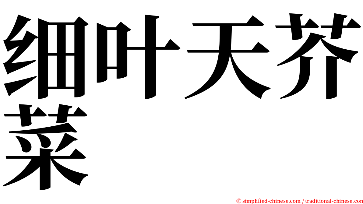 细叶天芥菜 serif font