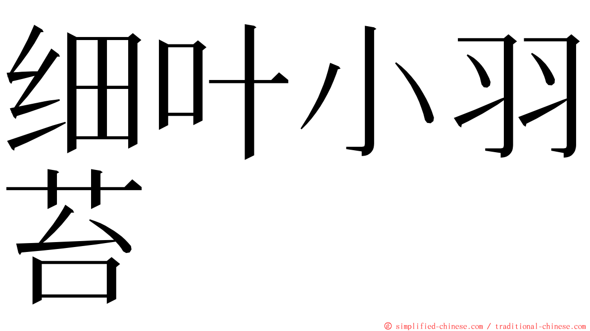 细叶小羽苔 ming font
