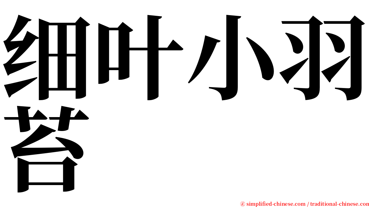 细叶小羽苔 serif font