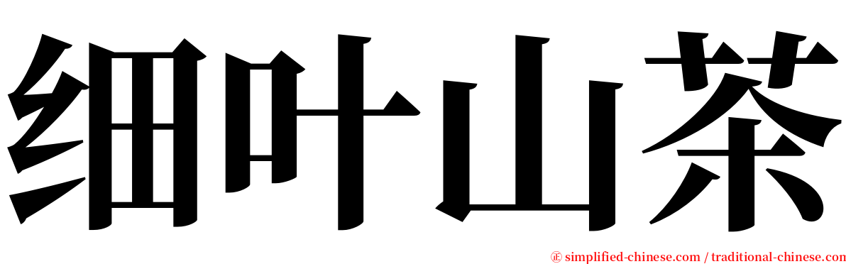 细叶山茶 serif font