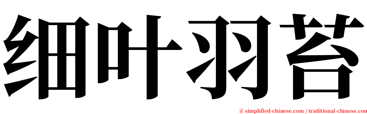 细叶羽苔 serif font