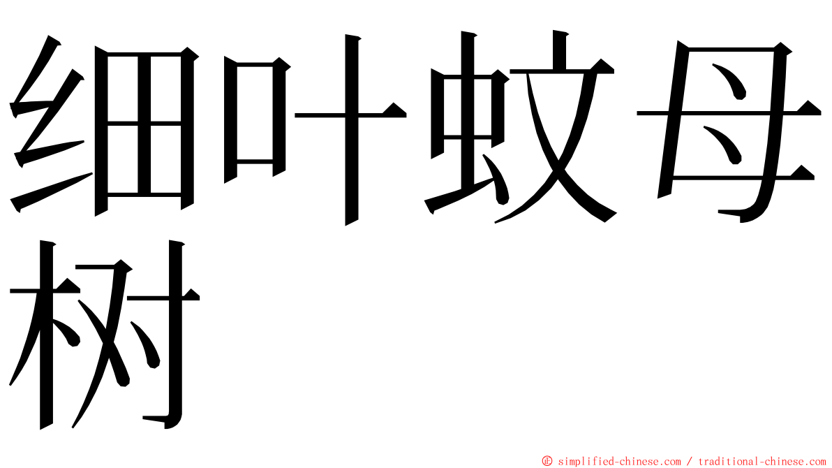 细叶蚊母树 ming font