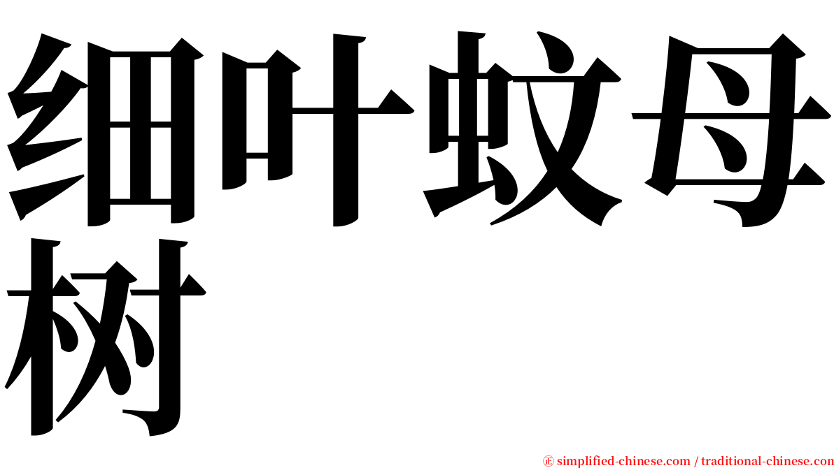 细叶蚊母树 serif font