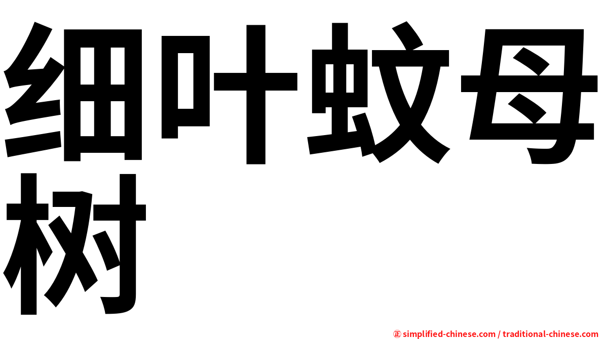 细叶蚊母树