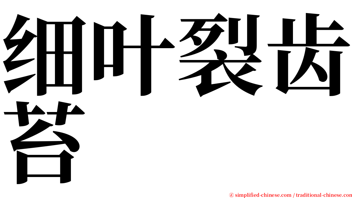 细叶裂齿苔 serif font