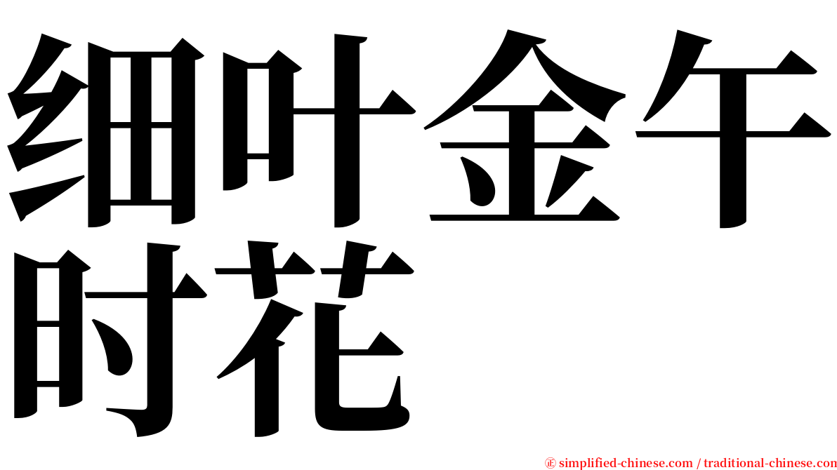 细叶金午时花 serif font