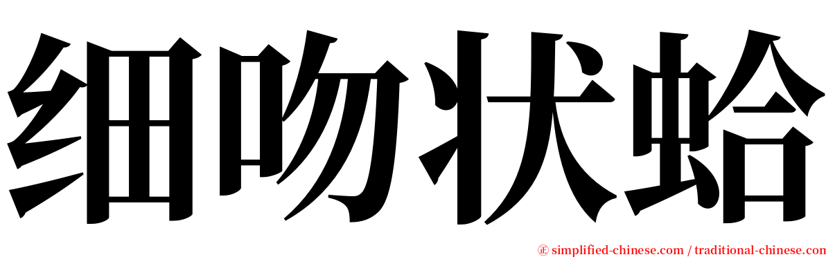 细吻状蛤 serif font