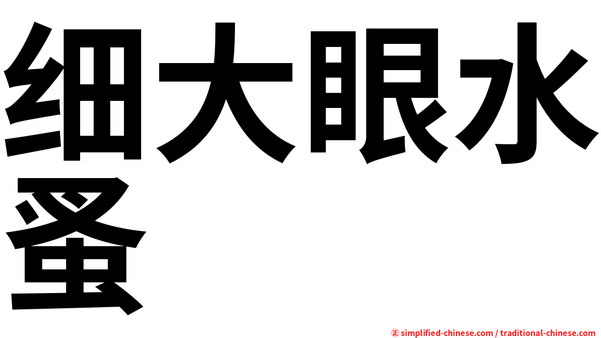 细大眼水蚤
