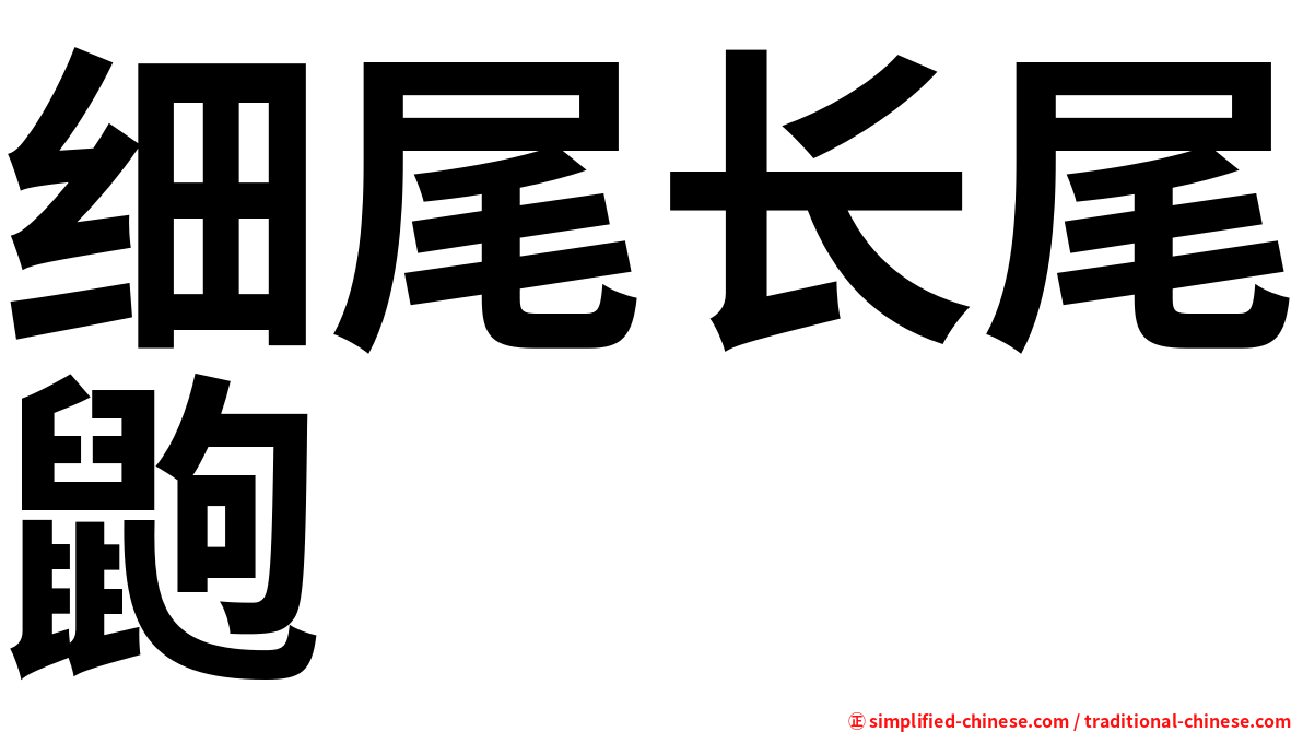 细尾长尾鼩