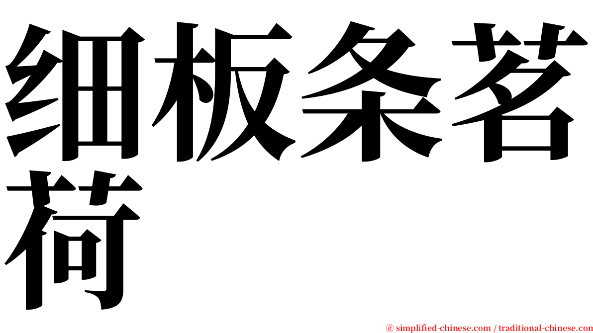 细板条茗荷 serif font