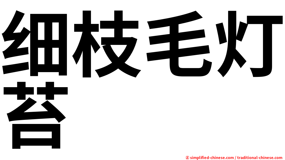 细枝毛灯苔