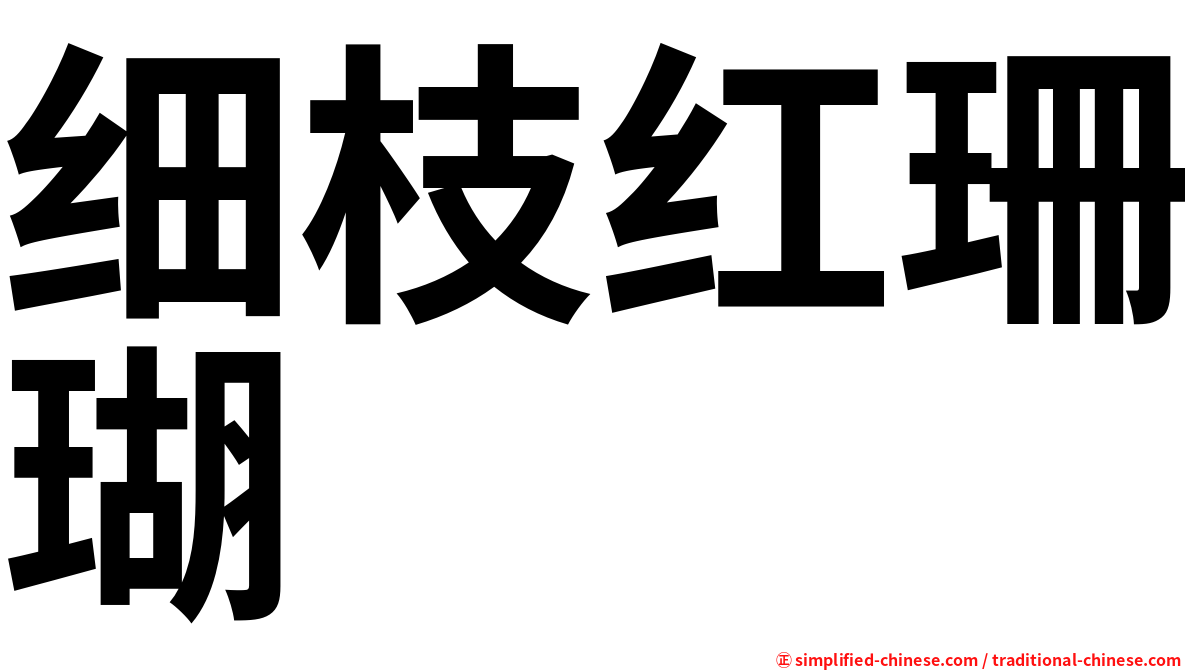 细枝红珊瑚