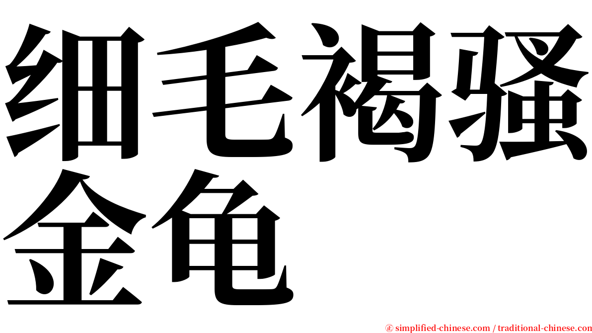 细毛褐骚金龟 serif font