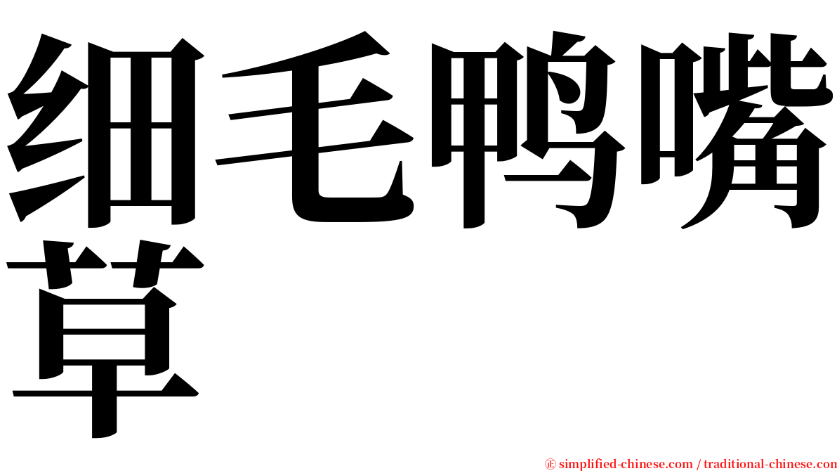 细毛鸭嘴草 serif font