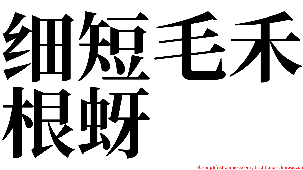 细短毛禾根蚜 serif font