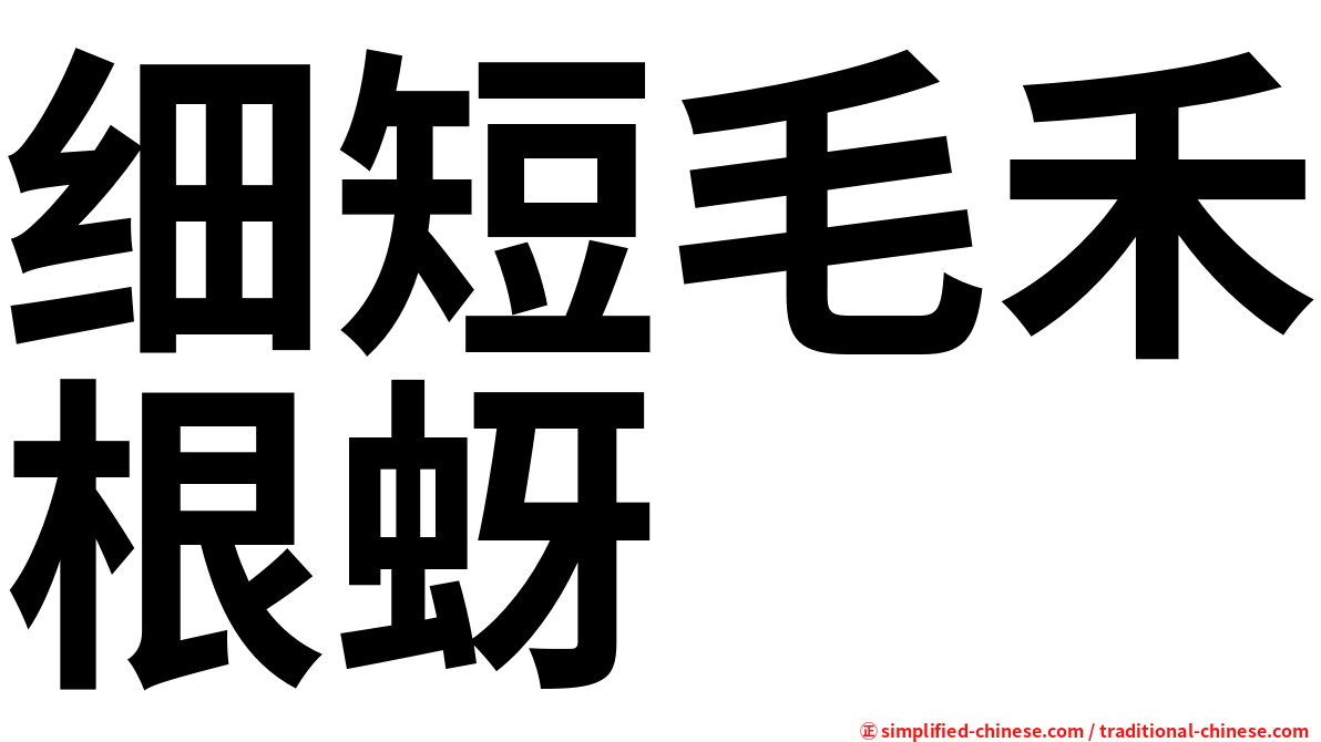 细短毛禾根蚜