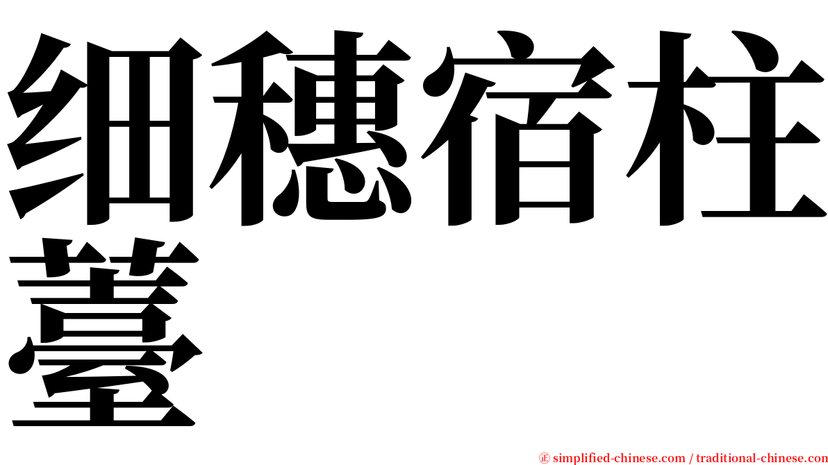 细穗宿柱薹 serif font