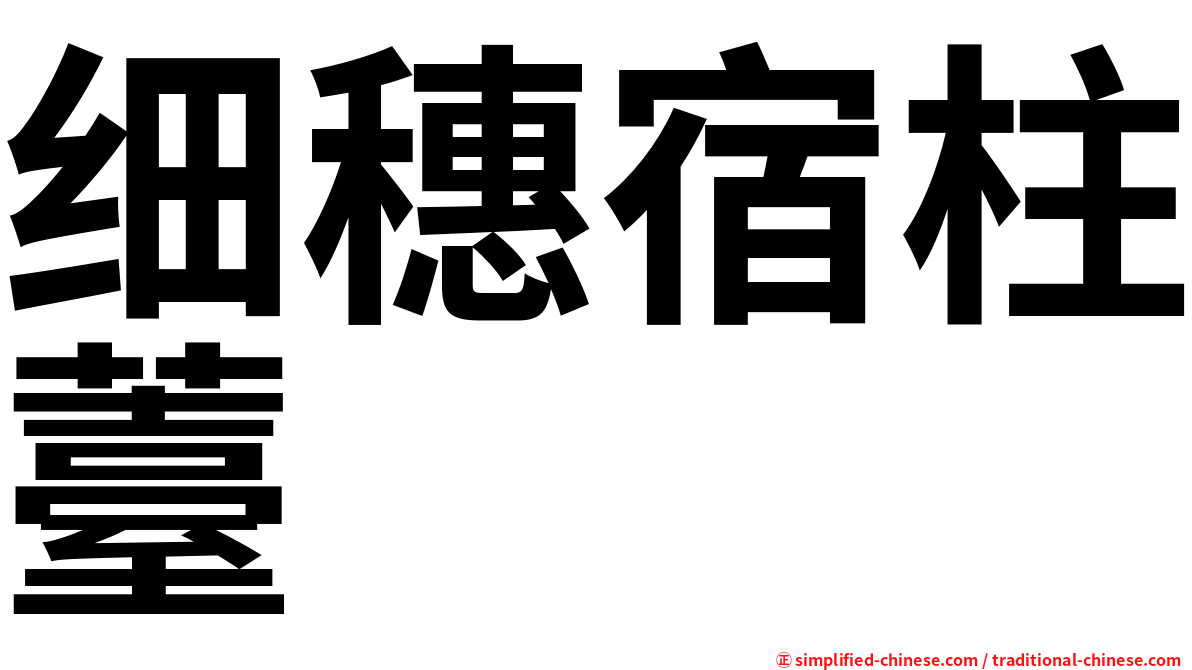 细穗宿柱薹
