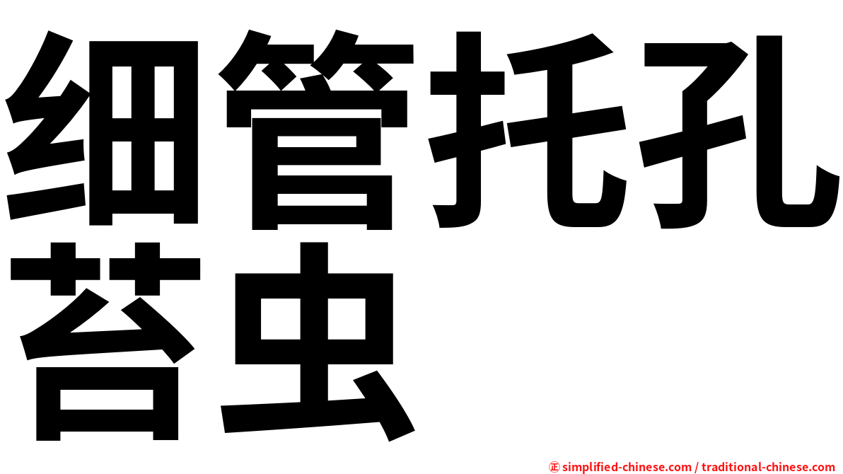 细管托孔苔虫