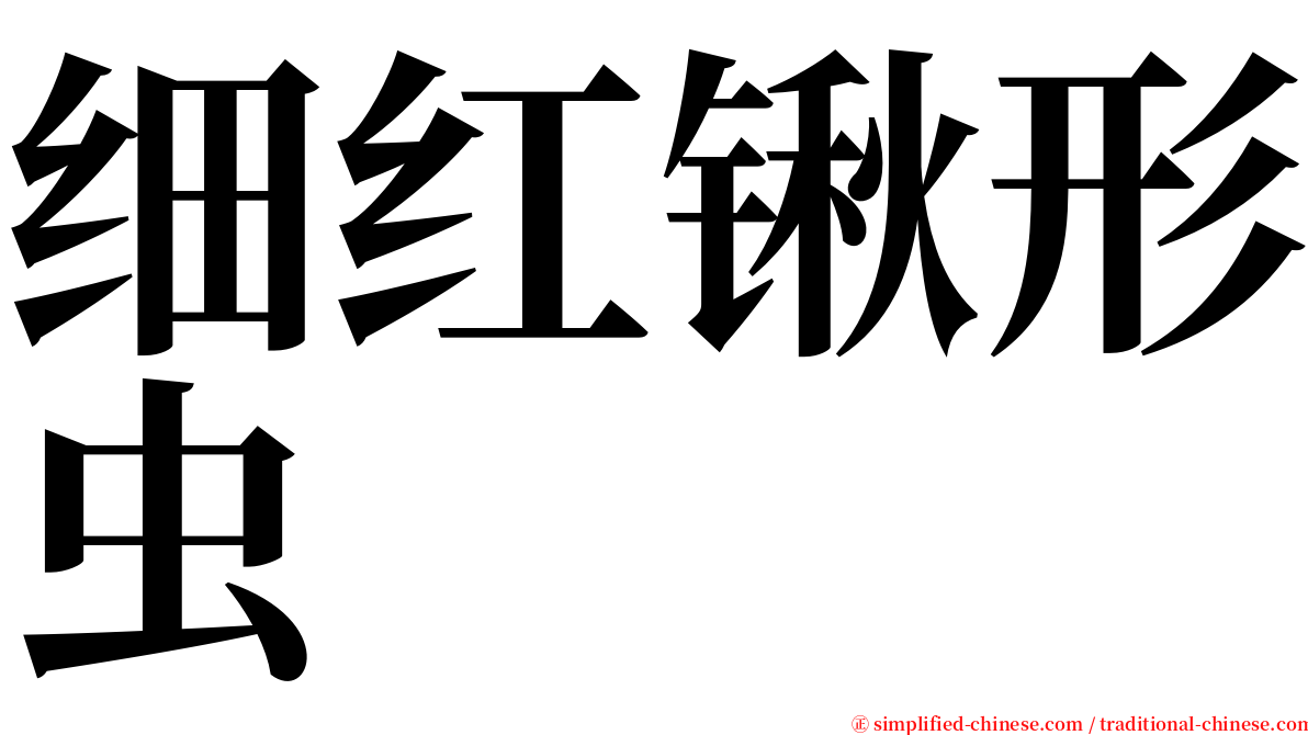 细红锹形虫 serif font