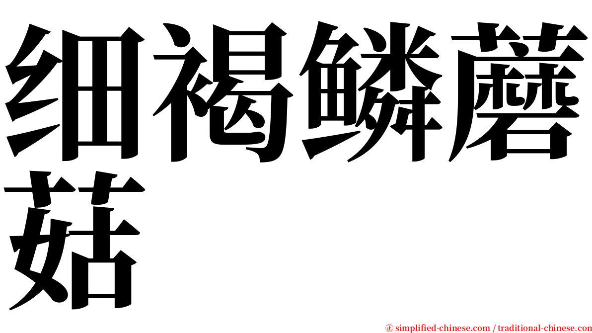 细褐鳞蘑菇 serif font