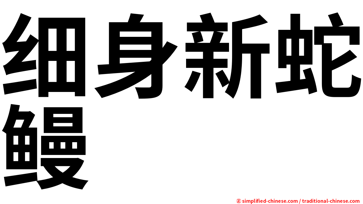 细身新蛇鳗