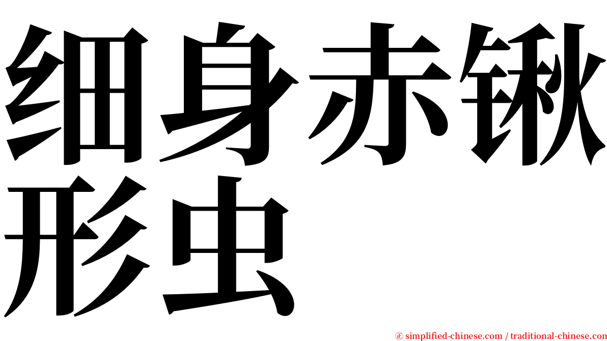 细身赤锹形虫 serif font