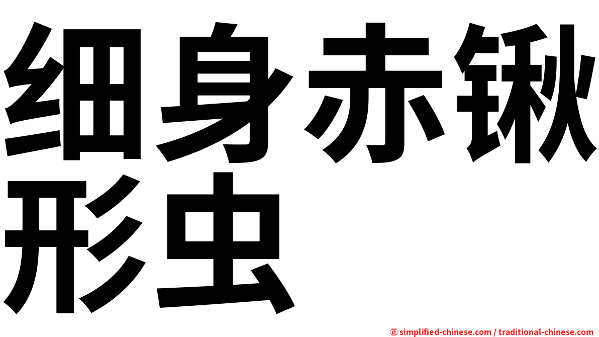 细身赤锹形虫