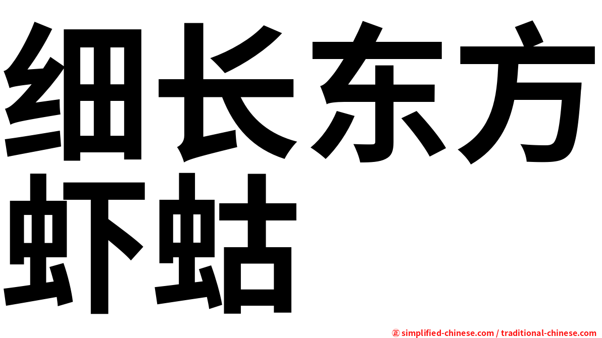 细长东方虾蛄