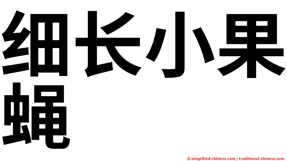 细长小果蝇