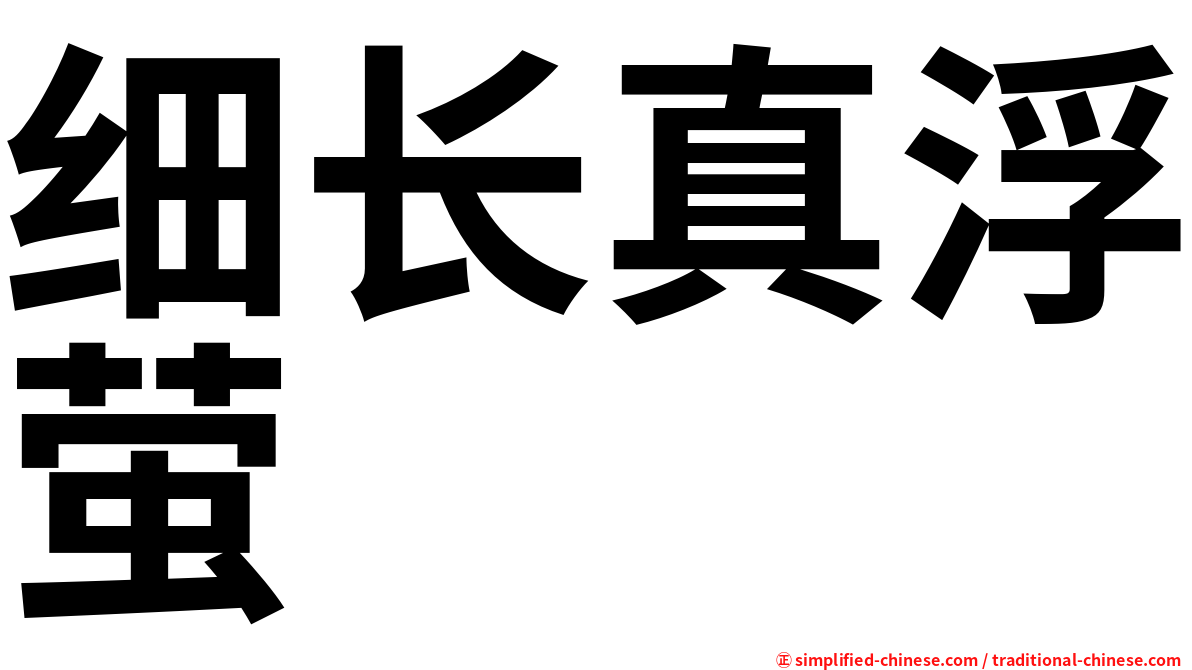 细长真浮萤