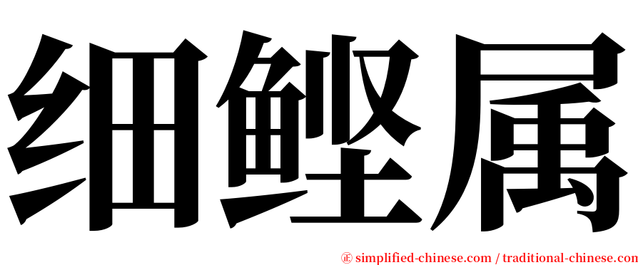 细鲣属 serif font