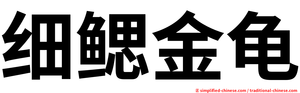 细鳃金龟