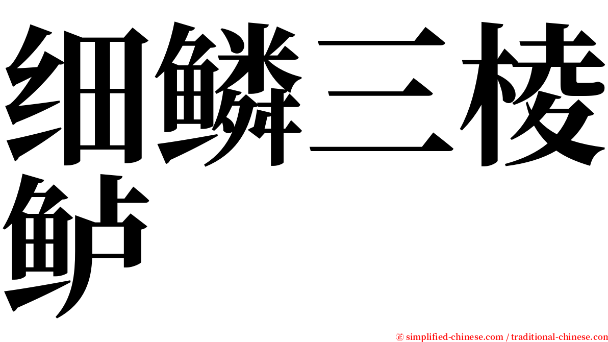 细鳞三棱鲈 serif font