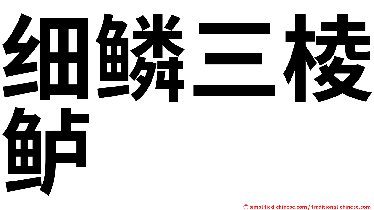细鳞三棱鲈