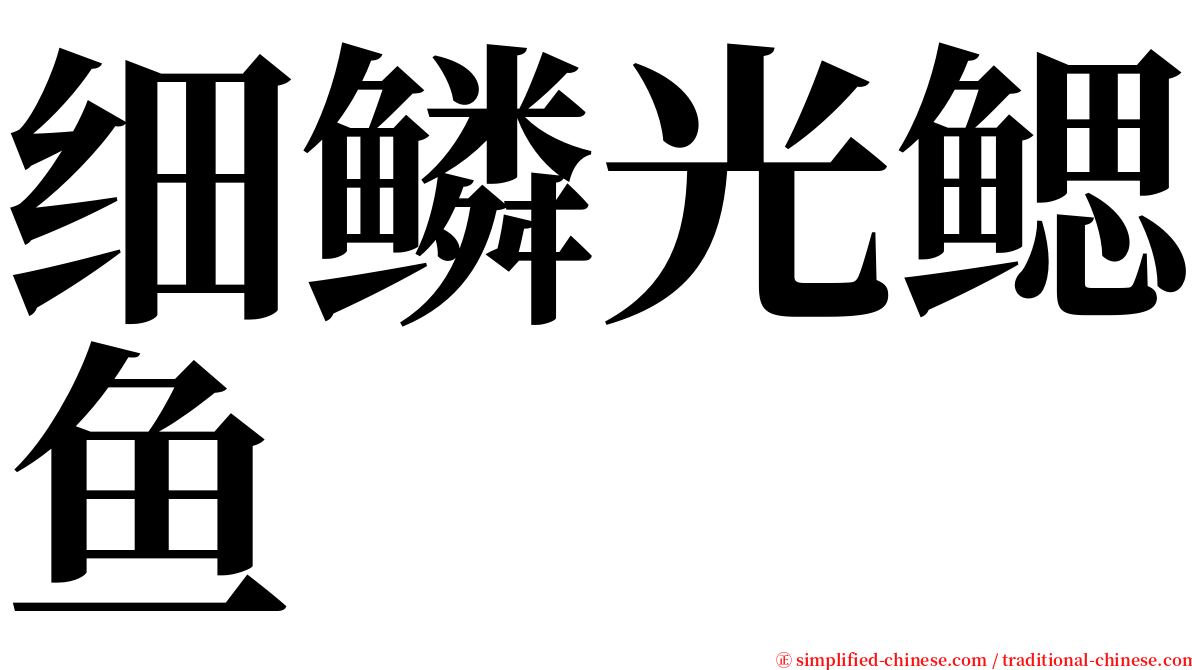 细鳞光鳃鱼 serif font