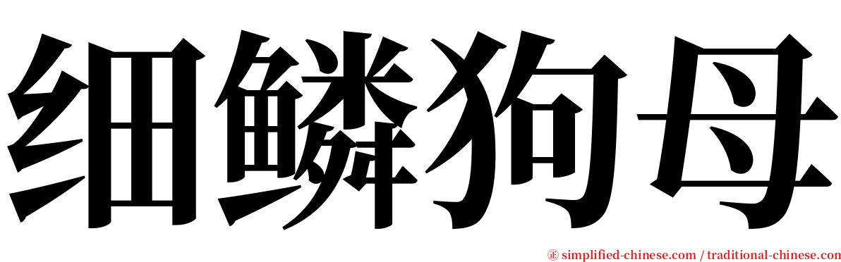 细鳞狗母 serif font