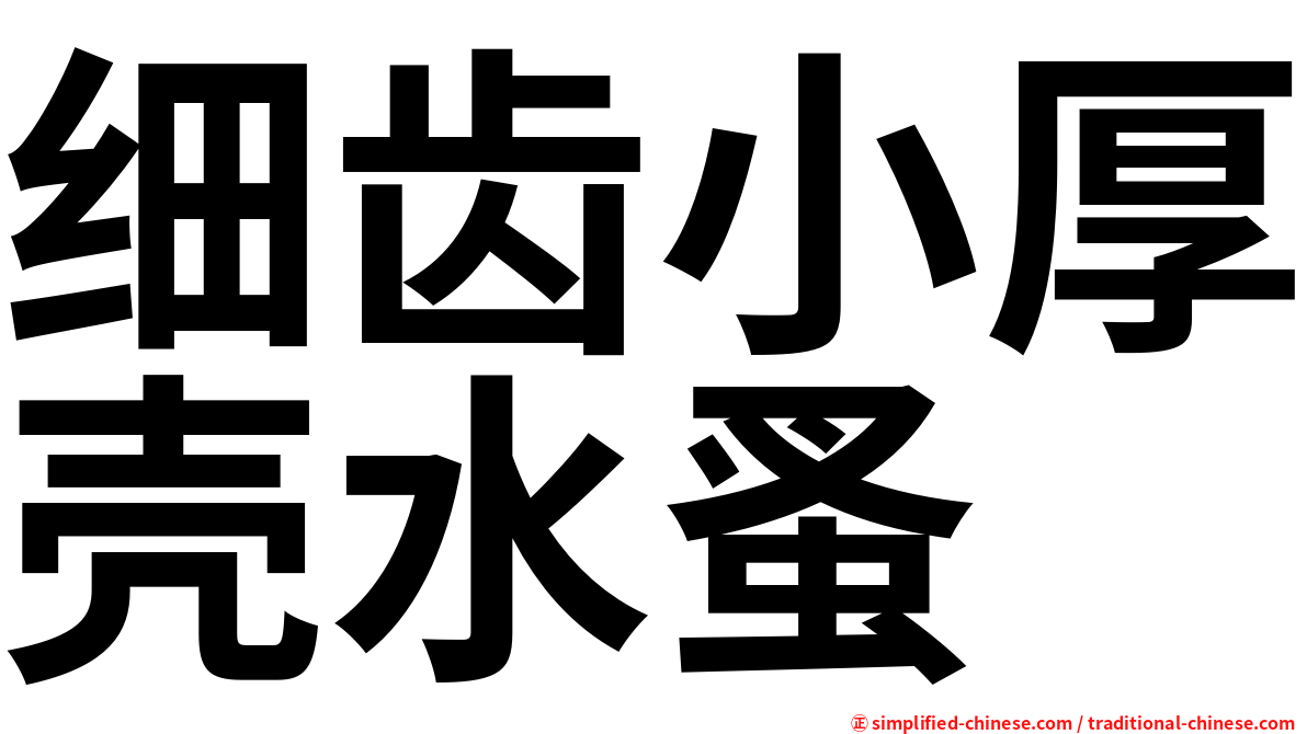 细齿小厚壳水蚤