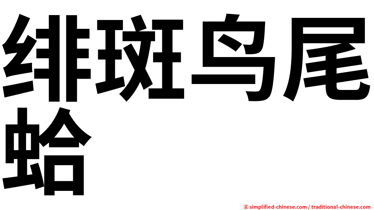 绯斑鸟尾蛤