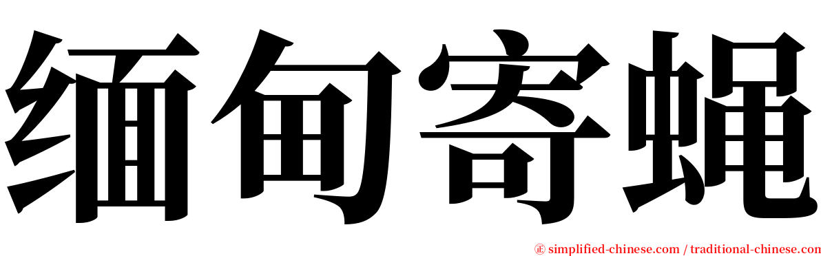 缅甸寄蝇 serif font