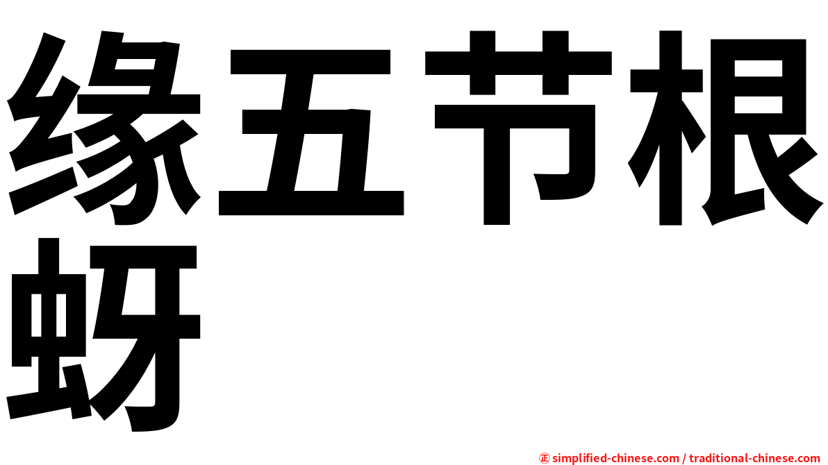 缘五节根蚜