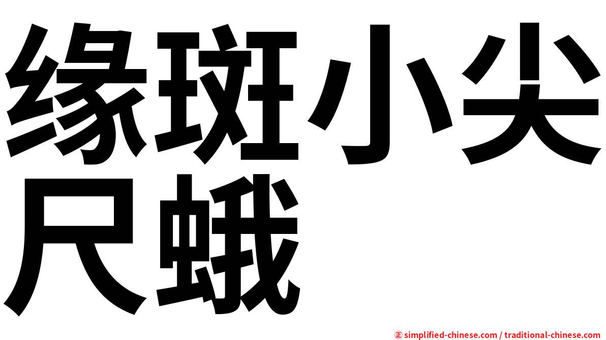 缘斑小尖尺蛾