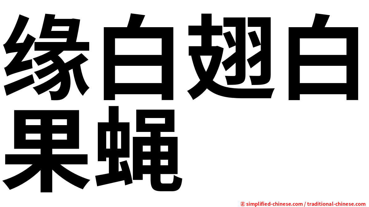 缘白翅白果蝇