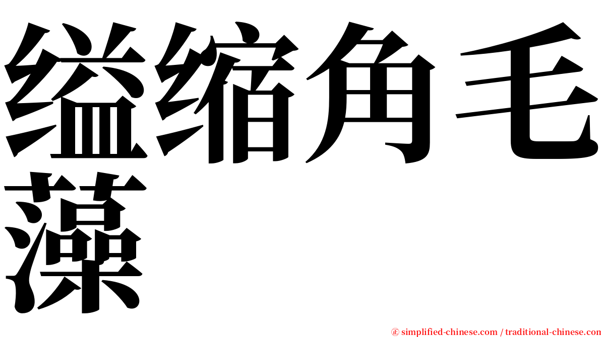 缢缩角毛藻 serif font