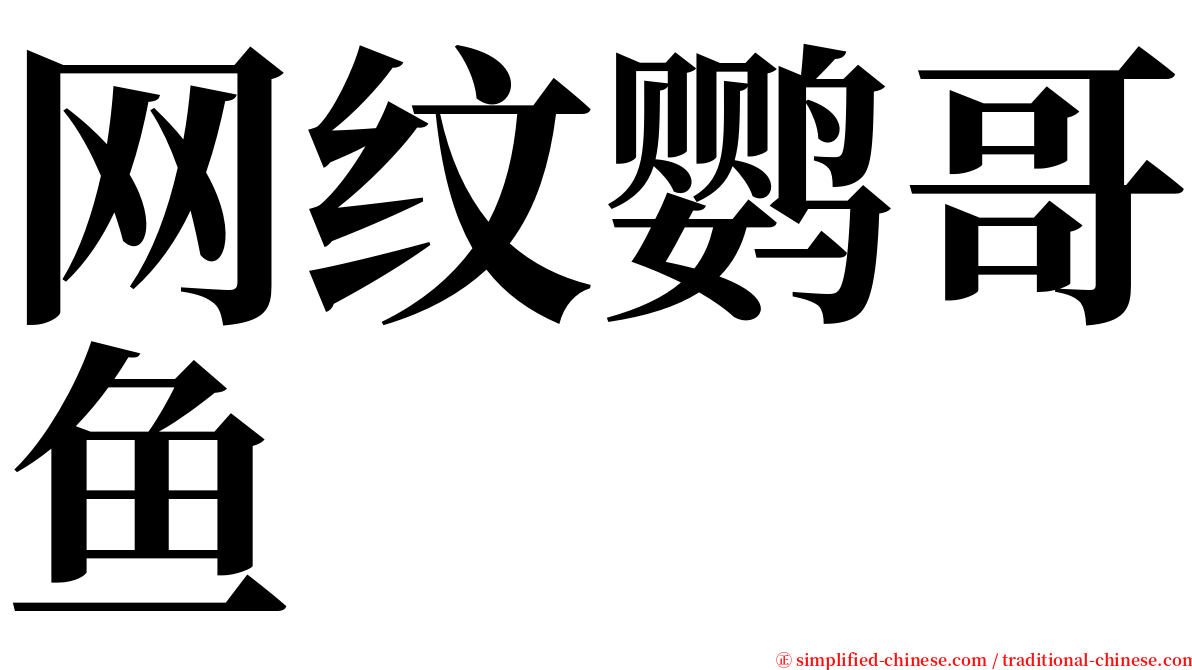 网纹鹦哥鱼 serif font