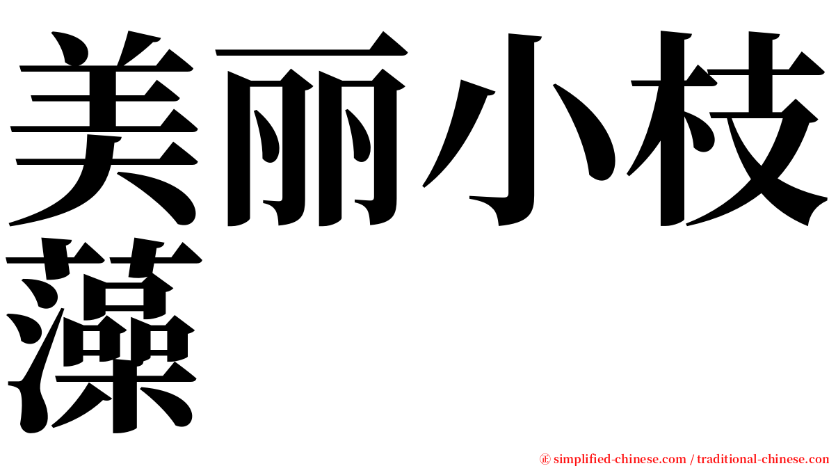 美丽小枝藻 serif font
