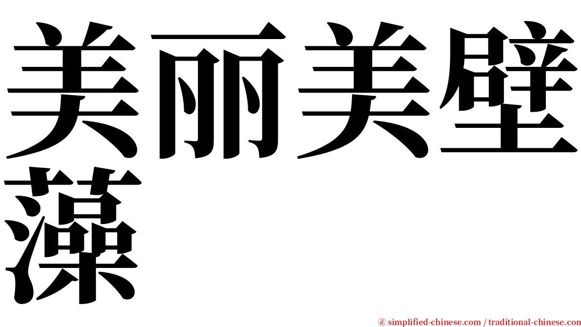 美丽美壁藻 serif font