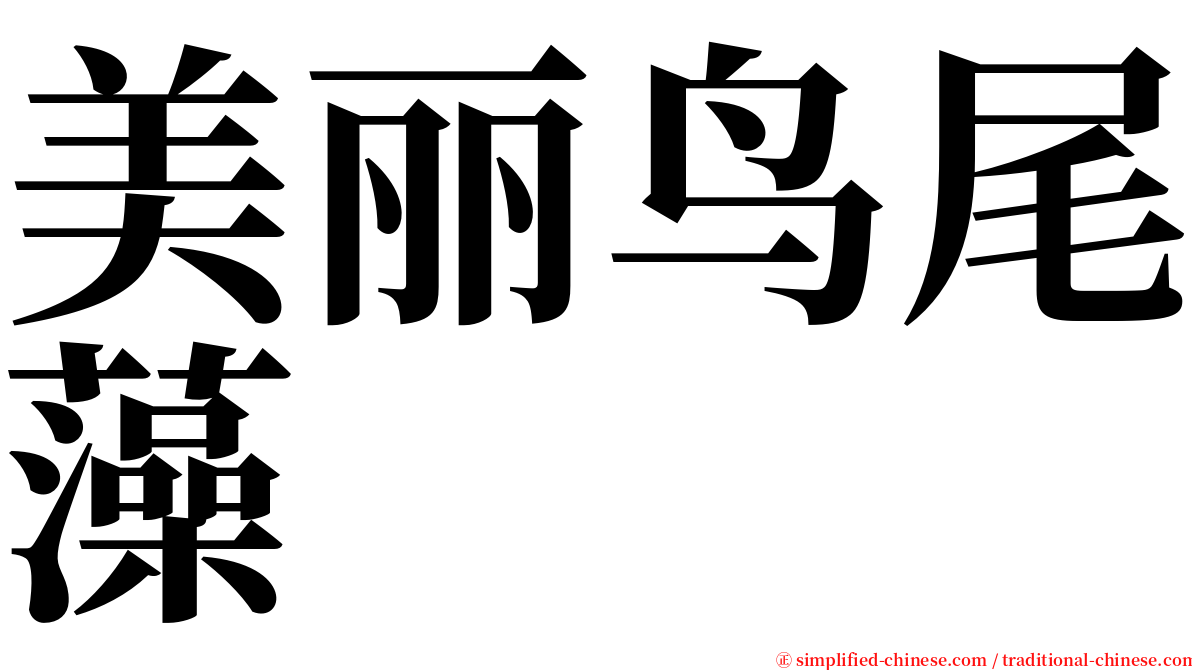 美丽鸟尾藻 serif font