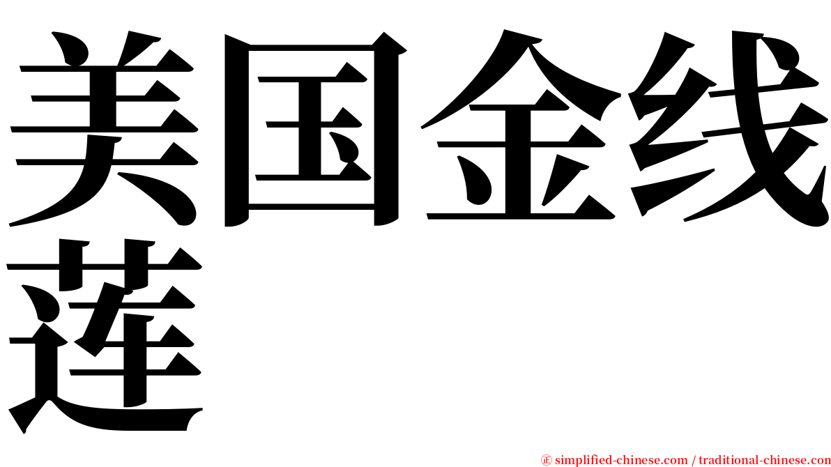 美国金线莲 serif font