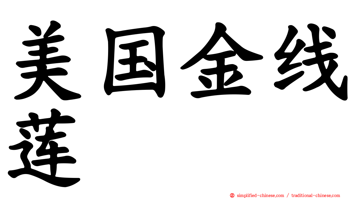 美国金线莲